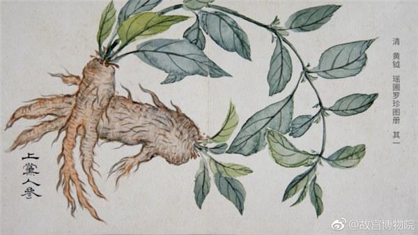 A painting by Qing Dynasty artist Huang Yue portrays ginseng. (Photo/Official Weibo account of the Palace Museum)