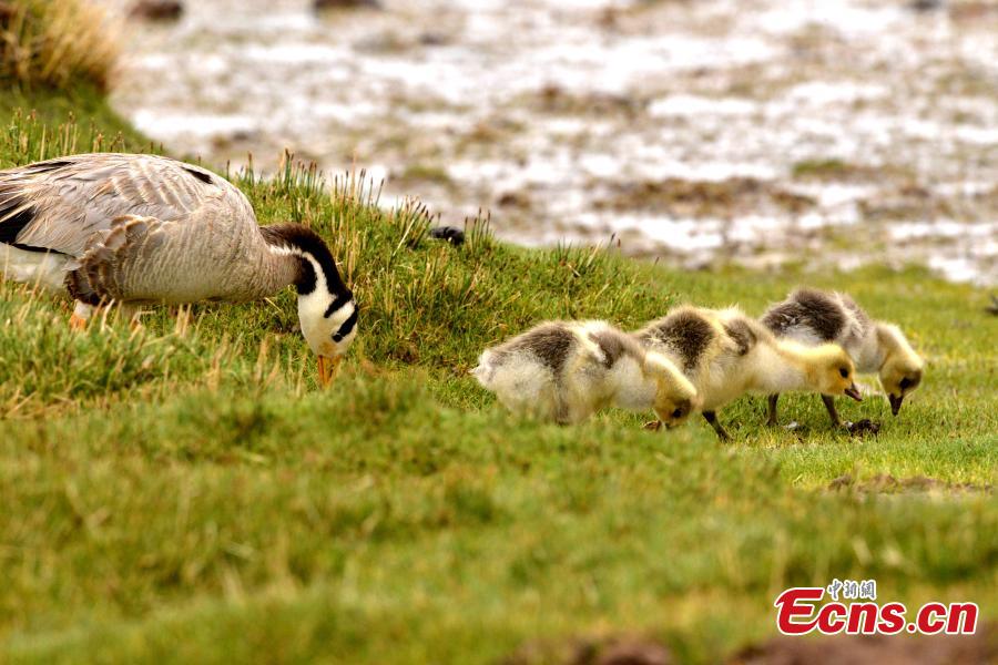 Bar-headed geese are seen at Bande Lake on the Tuotuo River, the headwaters of the Yangtze River in northwest China’s Qinghai Province. The lake is home to a large number of bar-headed geese, one of the world\'s highest-flying birds. (Photo: China News Service/Tudandanba)