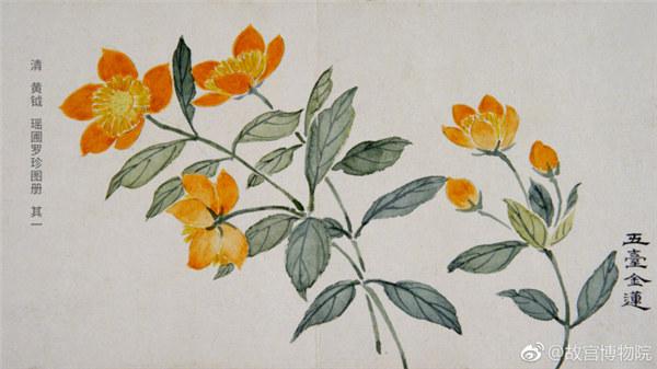A painting by Qing Dynasty artist Huang Yue portrays globeflowers. (Photo/Official Weibo account of the Palace Museum)