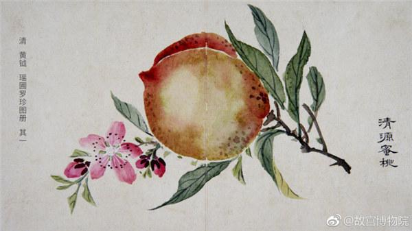 A painting by Qing Dynasty(1644-1911) artist Huang Yue portrays a peach. (Photo/Official Weibo account of the Palace Museum)
In celebration of summer, the Palace Museum in Beijing has shared a range of photos featuring ancient paintings of vegetables and fruits with netizens on the micro blog Sina Weibo. The paintings, which depict seasonal fruits, are quite vivid and arouse people\'s appetites.