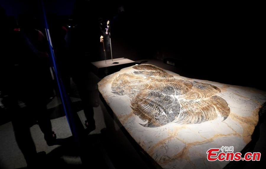 Giant fossilized trilobites on display in the Treasures of the Natural World exhibition in Taipei, July 3, 2018. London’s Natural History Museum presented 227 peculiar exhibits for the exhibition, each showcasing a different aspect of natural history. (Photo: China News Service/Zhang Yu)