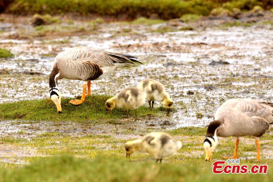 Bar-headed geese are seen at Bande Lake on the Tuotuo River, the headwaters of the Yangtze River in northwest China’s Qinghai Province. The lake is home to a large number of bar-headed geese, one of the world\'s highest-flying birds. (Photo: China News Service/Tudandanba)