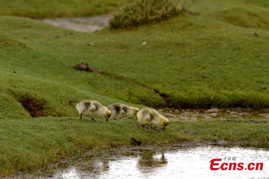 Bar-headed geese are seen at Bande Lake on the Tuotuo River, the headwaters of the Yangtze River in northwest China’s Qinghai Province. The lake is home to a large number of bar-headed geese, one of the world\'s highest-flying birds. (Photo: China News Service/Tudandanba)