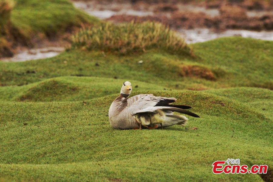 Bar-headed geese are seen at Bande Lake on the Tuotuo River, the headwaters of the Yangtze River in northwest China’s Qinghai Province. The lake is home to a large number of bar-headed geese, one of the world\'s highest-flying birds. (Photo: China News Service/Tudandanba)