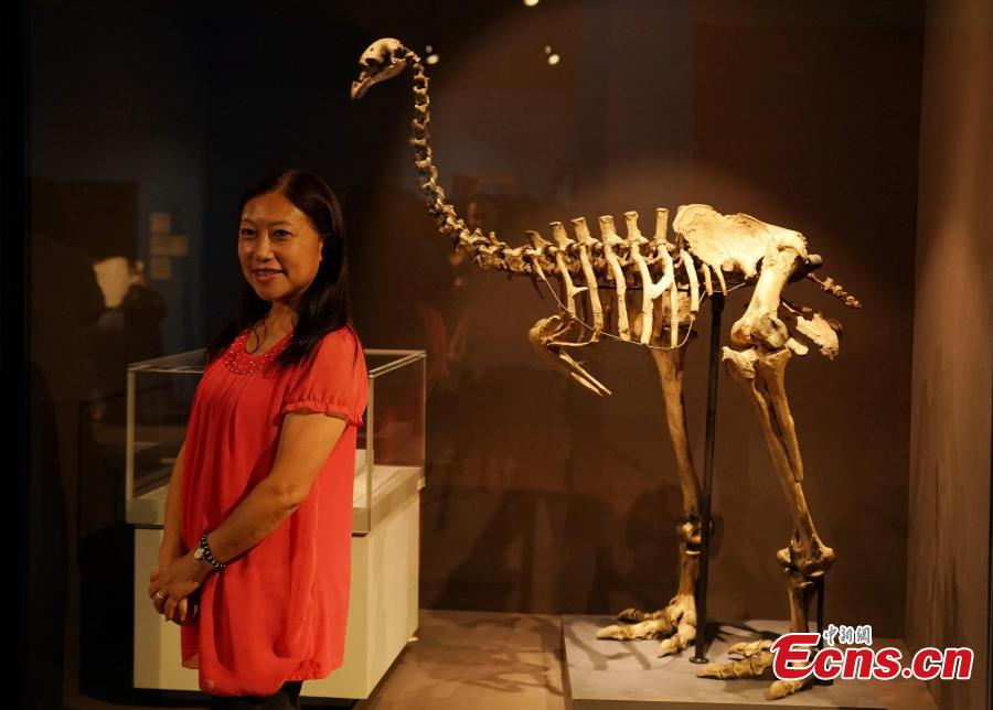The Treasures of the Natural World exhibition in Taipei, July 3, 2018. London’s Natural History Museum presented 227 peculiar exhibits for the exhibition, each showcasing a different aspect of natural history. (Photo: China News Service/Zhang Yu)