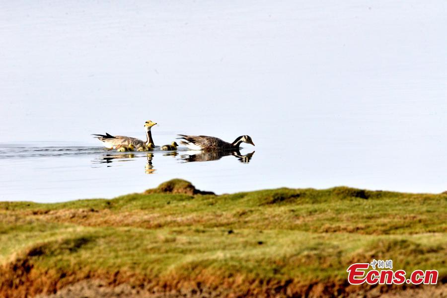 Bar-headed geese are seen at Bande Lake on the Tuotuo River, the headwaters of the Yangtze River in northwest China’s Qinghai Province. The lake is home to a large number of bar-headed geese, one of the world\'s highest-flying birds. (Photo: China News Service/Tudandanba)