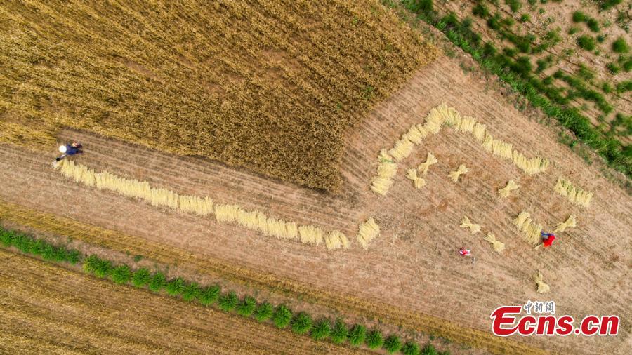 Wheat harvesting in Huanxian County, Northwest China’s Gansu Province. The county had a bumper harvest of 300,000 mu (2,000 hectares)of wheat. (Photo: China News Service/Zhang Yongxin)