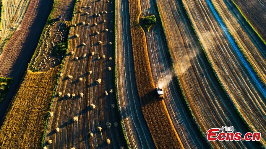 Wheat harvesting in Huanxian County, Northwest China’s Gansu Province. The county had a bumper harvest of 300,000 mu (2,000 hectares)of wheat. (Photo: China News Service/Zhang Yongxin)