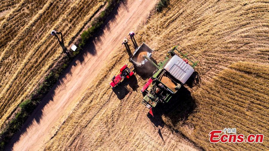 Wheat harvesting in Huanxian County, Northwest China’s Gansu Province. The county had a bumper harvest of 300,000 mu (2,000 hectares)of wheat. (Photo: China News Service/Zhang Yongxin)