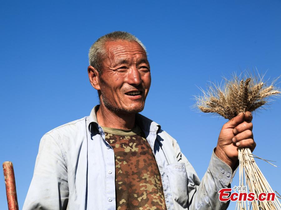A man shows newly harvested wheat in Huanxian County, Northwest China’s Gansu Province. (Photo: China News Service/Zhang Yongxin)