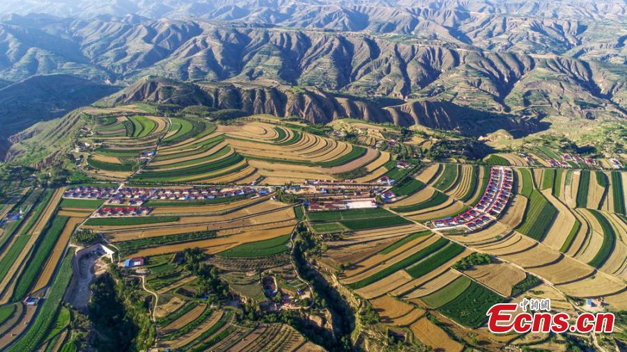 Wheat harvesting in Huanxian County, Northwest China’s Gansu Province. The county had a bumper harvest of 300,000 mu (2,000 hectares)of wheat. (Photo: China News Service/Zhang Yongxin)