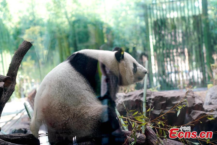 Giant panda Jiaoqing plays at Berlin Zoo in Berlin, Germany. Mengmeng and Jiaoqing, the two giant pandas from China, arrived in Berlin on June 24, 2017. They became superstar during their first-year\'s stay here in Berlin Zoo. The panda pair will stay in Berlin Zoo for 15 years. (Photo: China News Service/Peng Dawei)