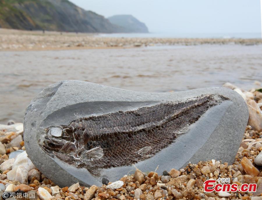 A girl of five discovered a 190million-year-old fish fossil while she and her family were having an ice cream on the Jurassic Coast at Charmouth in Dorset, the U.K. Helena Ashby noticed a small imprint of fish scales protruding from a pebble, and thought there may be more inside. Later a perfectly preserved Pholidophorus was inside the stone. The find was rare because dead fish tend to sink to the bottom of the sea and decompose. (Photo/VCG)