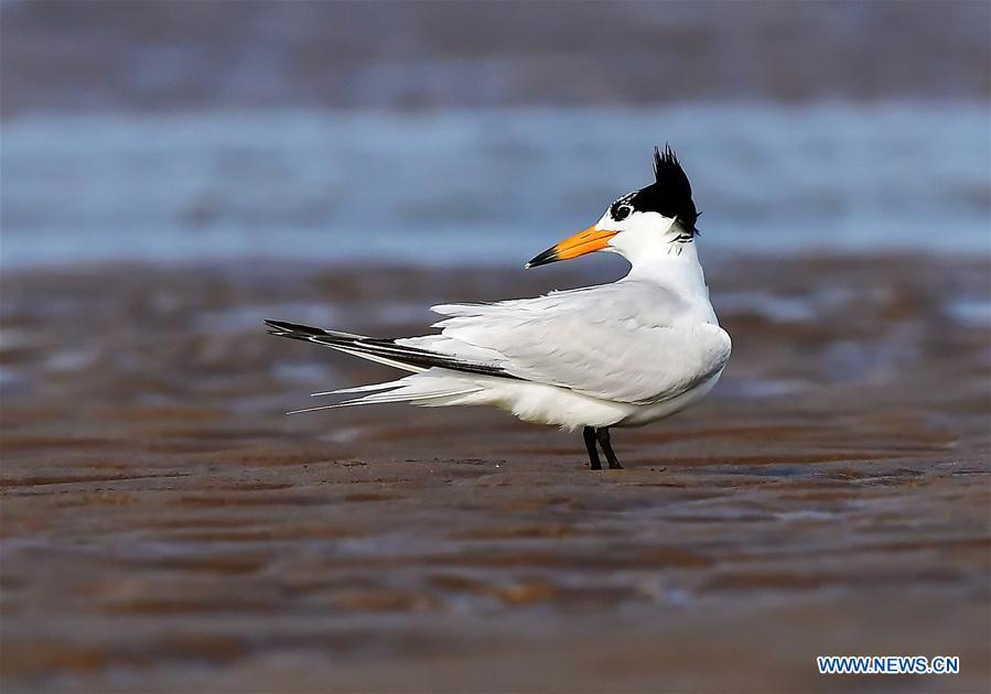 A Chinese crested tern forages on the wetland of the Minjiang River in southeast China\'s Fujian Province, July 4, 2018. The Chinese crested tern is a critically endangered species. (Xinhua/Mei Yongcun)
