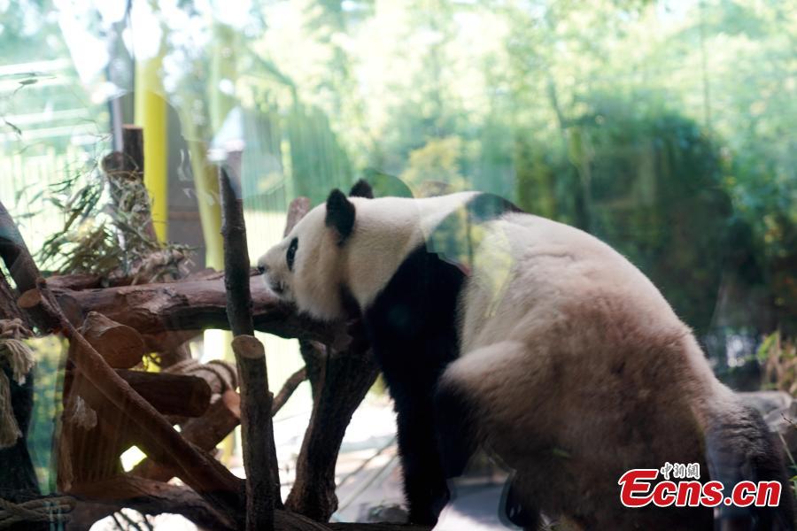 Giant panda Jiaoqing plays at Berlin Zoo in Berlin, Germany. Mengmeng and Jiaoqing, the two giant pandas from China, arrived in Berlin on June 24, 2017. They became superstar during their first-year\'s stay here in Berlin Zoo. The panda pair will stay in Berlin Zoo for 15 years. (Photo: China News Service/Peng Dawei)