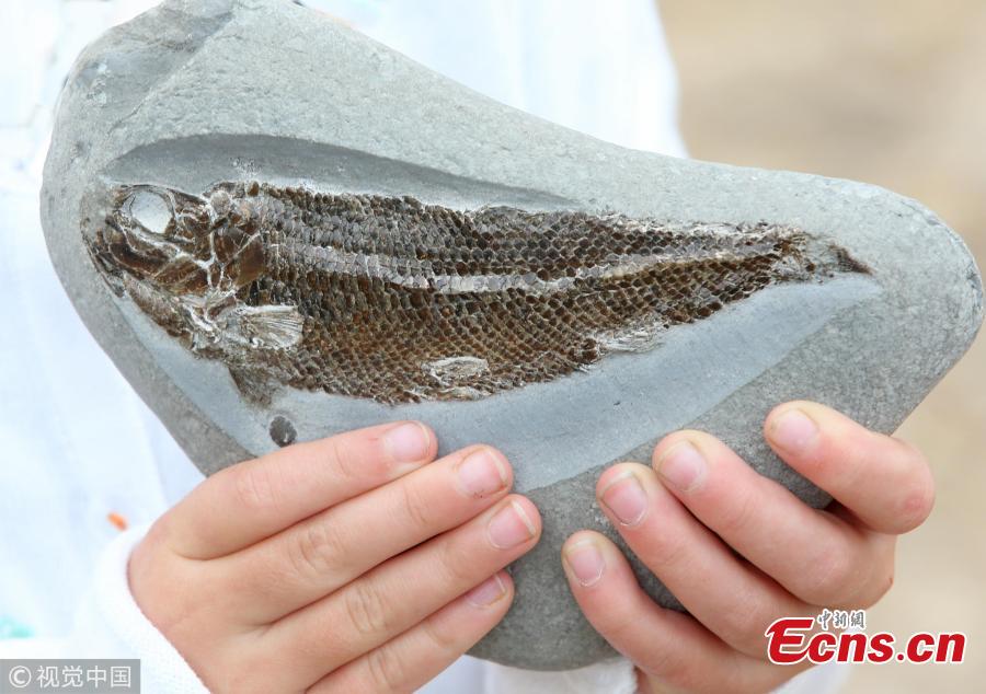 A girl of five discovered a 190million-year-old fish fossil while she and her family were having an ice cream on the Jurassic Coast at Charmouth in Dorset, the U.K. Helena Ashby noticed a small imprint of fish scales protruding from a pebble, and thought there may be more inside. Later a perfectly preserved Pholidophorus was inside the stone. The find was rare because dead fish tend to sink to the bottom of the sea and decompose. (Photo/VCG)