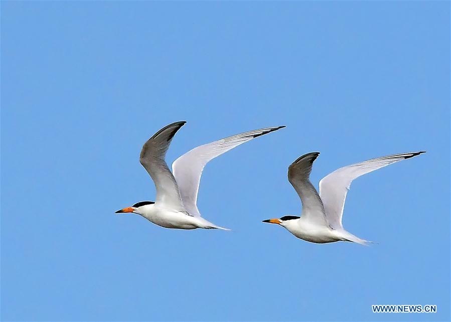 Two Chinese crested terns fly over the wetland of the Minjiang River in southeast China\'s Fujian Province, June 3, 2018. The Chinese crested tern is a critically endangered species. (Xinhua/Mei Yongcun)