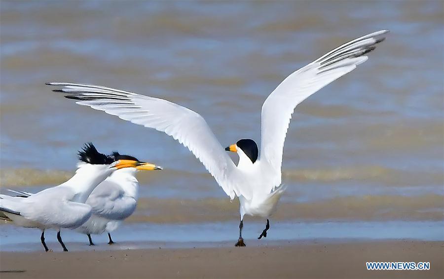 Three Chinese crested terns play on the wetland of the Minjiang River in southeast China\'s Fujian Province, June 3, 2018. The Chinese crested tern is a critically endangered species. (Xinhua/Mei Yongcun)
