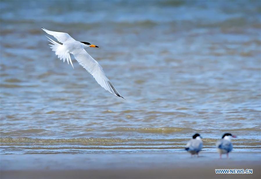 A Chinese crested tern forages on the wetland of the Minjiang River in southeast China\'s Fujian Province, June 3, 2018. The Chinese crested tern is a critically endangered species. (Xinhua/Mei Yongcun)