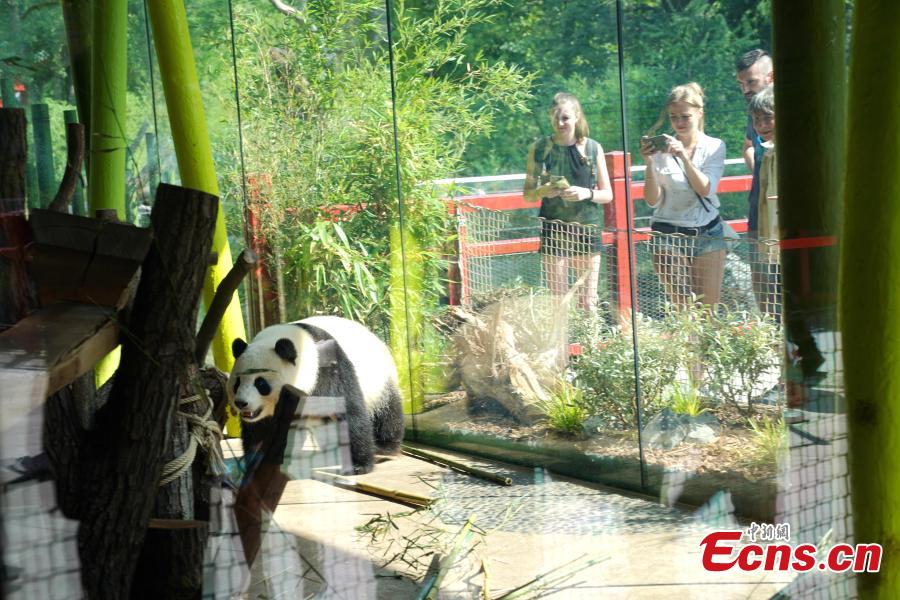 Giant panda Mengmeng plays at Berlin Zoo in Berlin, Germany. Mengmeng and Jiaoqing, the two giant pandas from China, arrived in Berlin on June 24, 2017. They became superstar during their first-year\'s stay here in Berlin Zoo. The panda pair will stay in Berlin Zoo for 15 years. (Photo: China News Service/Peng Dawei)