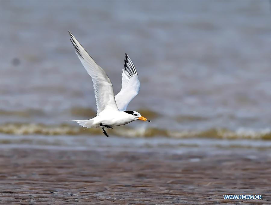 A Chinese crested tern forages on the wetland of the Minjiang River in southeast China\'s Fujian Province, July 4, 2018. The Chinese crested tern is a critically endangered species. (Xinhua/Mei Yongcun)