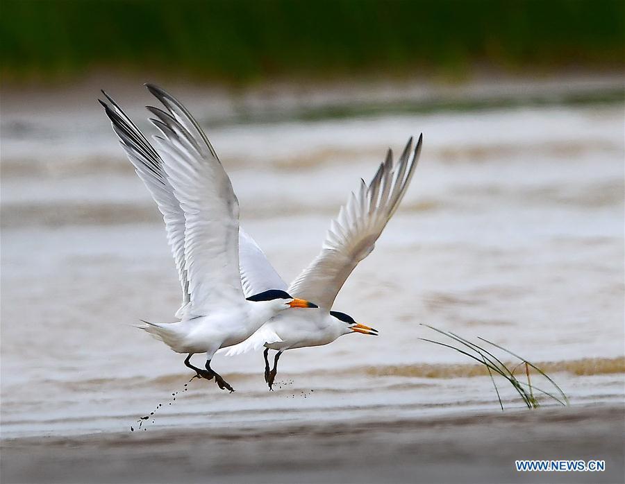 Two Chinese crested terns play on the wetland of the Minjiang River in southeast China\'s Fujian Province, June 2, 2018. The Chinese crested tern is a critically endangered species. (Xinhua/Mei Yongcun)