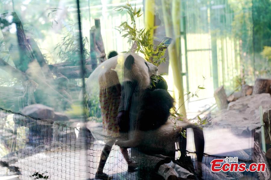 Giant panda Jiaoqing plays at Berlin Zoo in Berlin, Germany. Mengmeng and Jiaoqing, the two giant pandas from China, arrived in Berlin on June 24, 2017. They became superstar during their first-year\'s stay here in Berlin Zoo. The panda pair will stay in Berlin Zoo for 15 years. (Photo: China News Service/Peng Dawei)
