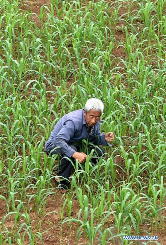 Wang Chengsheng weeds in the field in Lingtou Village of Wuxiang County, north China\'s Shanxi Province, July 4, 2018. Online business helped villagers sell their farm products, significantly increasing the average incomes of local residents in Lingtou Village. (Xinhua/Zhan Yan)