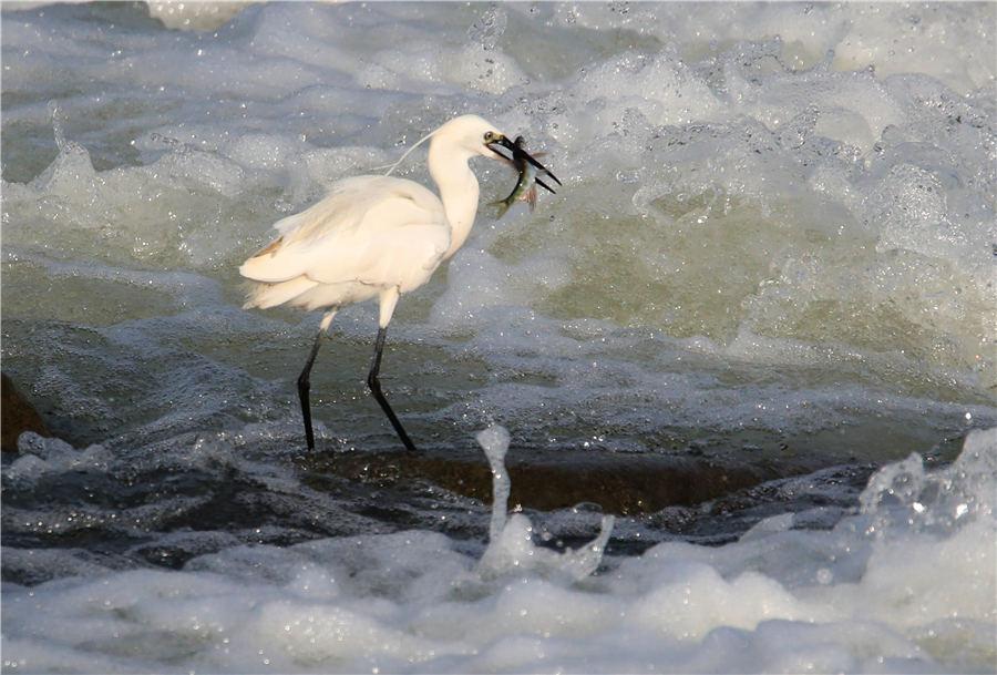 An egret catches fish among the rapids of Xin\'an River in East China\'s Anhui Province, on July 8, 2018. (Photo/Asianewsphoto)