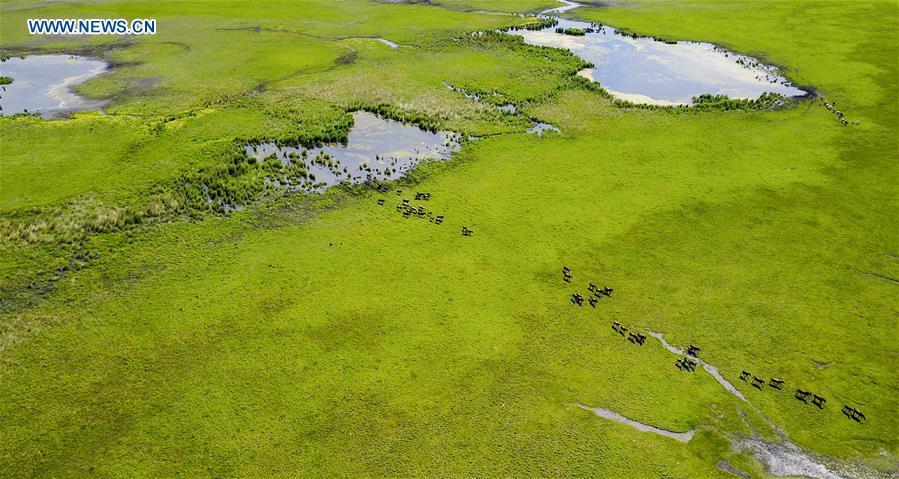 Aerial photo taken on July 1, 2017 shows a wetland in Hulun Buir, north China\'s Inner Mongolia Autonomous Region. China, with a total wetland area of 53.6 million hectares, ranks first in Asia and fourth in the world, official data showed. The statistics were released by the National Forestry and Grassland Administration at the Eco Forum Global Annual Conference held in southwest China\'s Guizhou Province. China has 57 wetlands that are of international importance, 602 wetland nature reserves and 898 national wetland parks, according to the administration. In the country\'s wetland ecosystem, there are 4,220 species of plant and 2,312 species of animals, with the wetland protection rate reaching 49 percent, the statistics showed. (Xinhua/Lian Zhen)