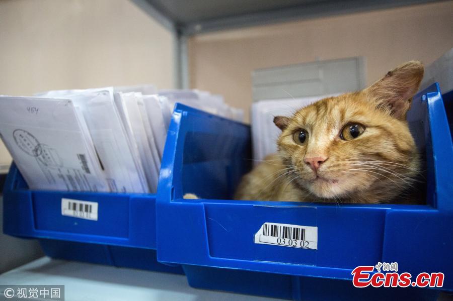 Photo taken on July 6, 2018 shows a cat named Ryzhy (Ginger) at the 120th office of the Russian Post in 3rd Leningradskaya Street, Omsk, Russia. The cat has been declared the Russian Post\'s Employee of the Year, at the 120th office of the Russian Post. The stray cat appeared at the office a month ago and has become its mascot cheering up the clients and helping to increase the profits. (Photo/VCG)