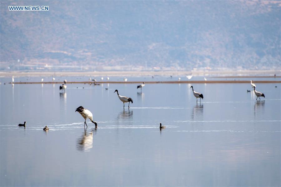 Black-necked cranes and other birds rest at the Napahai Nature Reserve in Shangri-la, southwest China\'s Yunnan Province, March 11, 2018. China, with a total wetland area of 53.6 million hectares, ranks first in Asia and fourth in the world, official data showed. The statistics were released by the National Forestry and Grassland Administration at the Eco Forum Global Annual Conference held in southwest China\'s Guizhou Province. China has 57 wetlands that are of international importance, 602 wetland nature reserves and 898 national wetland parks, according to the administration. In the country\'s wetland ecosystem, there are 4,220 species of plant and 2,312 species of animals, with the wetland protection rate reaching 49 percent, the statistics showed. (Xinhua/Hu Chao)