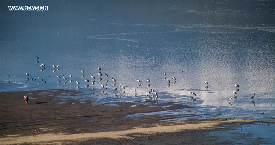 Black-necked cranes and other birds rest at the Napahai Nature Reserve in Shangri-la, southwest China\'s Yunnan Province, March 11, 2018. China, with a total wetland area of 53.6 million hectares, ranks first in Asia and fourth in the world, official data showed. The statistics were released by the National Forestry and Grassland Administration at the Eco Forum Global Annual Conference held in southwest China\'s Guizhou Province. China has 57 wetlands that are of international importance, 602 wetland nature reserves and 898 national wetland parks, according to the administration. In the country\'s wetland ecosystem, there are 4,220 species of plant and 2,312 species of animals, with the wetland protection rate reaching 49 percent, the statistics showed. (Xinhua/Hu Chao)