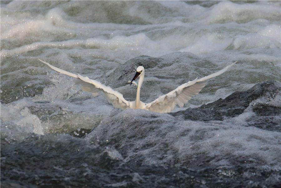 An egret catches fish among the rapids of Xin\'an River in East China\'s Anhui Province, on July 8, 2018. (Photo/Asianewsphoto)