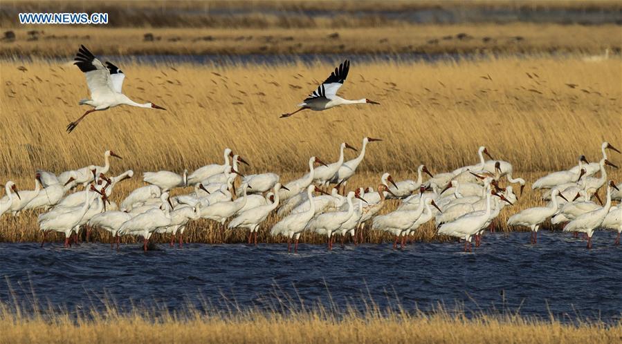 White cranes fly over the Momoge wetland in Baicheng, northeast China\'s Jilin Province. China, with a total wetland area of 53.6 million hectares, ranks first in Asia and fourth in the world, official data showed. The statistics were released by the National Forestry and Grassland Administration at the Eco Forum Global Annual Conference held in southwest China\'s Guizhou Province. China has 57 wetlands that are of international importance, 602 wetland nature reserves and 898 national wetland parks, according to the administration. In the country\'s wetland ecosystem, there are 4,220 species of plant and 2,312 species of animals, with the wetland protection rate reaching 49 percent, the statistics showed.(Xinhua/Wang Haofei)