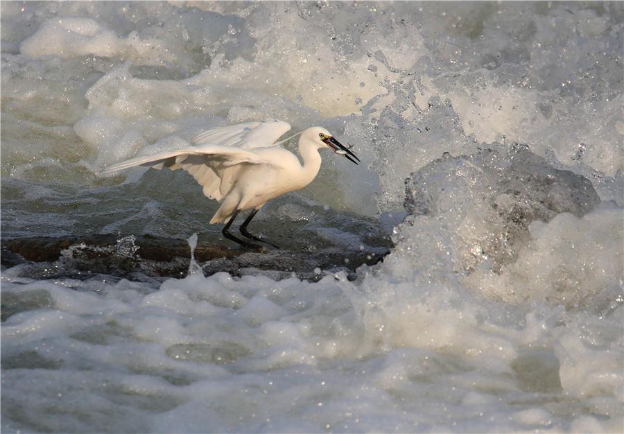 An egret catches fish among the rapids of Xin\'an River in East China\'s Anhui Province, on July 8, 2018. (Photo/Asianewsphoto)