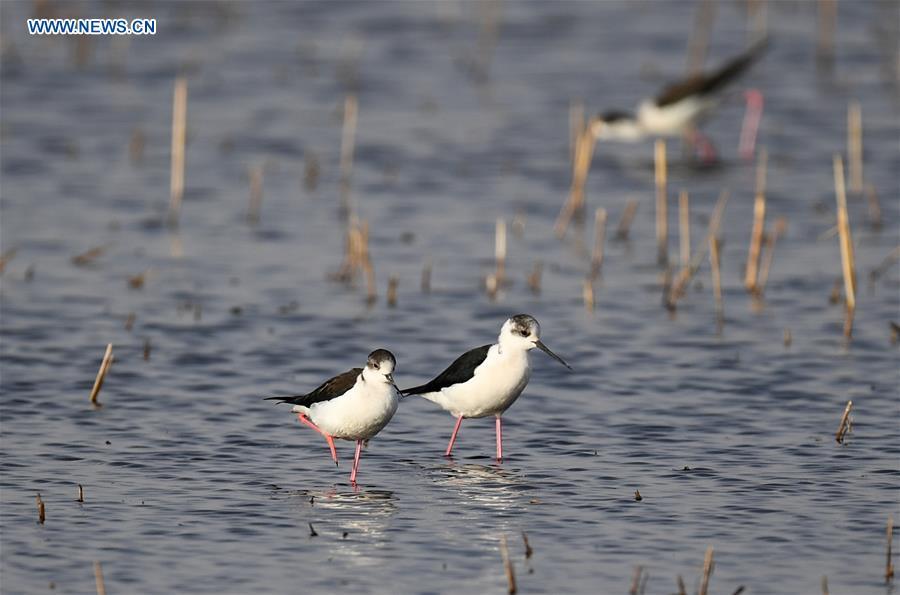 Photo taken on April 24, 2018 shows black-winged stilts at the Hasuhai wetland in Hohhot, north China\'s Inner Mongolia Autonomous Region. China, with a total wetland area of 53.6 million hectares, ranks first in Asia and fourth in the world, official data showed. The statistics were released by the National Forestry and Grassland Administration at the Eco Forum Global Annual Conference held in southwest China\'s Guizhou Province. China has 57 wetlands that are of international importance, 602 wetland nature reserves and 898 national wetland parks, according to the administration. In the country\'s wetland ecosystem, there are 4,220 species of plant and 2,312 species of animals, with the wetland protection rate reaching 49 percent, the statistics showed. (Xinhua/Peng Yuan)