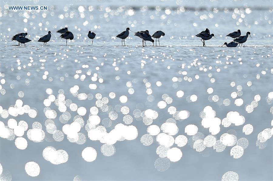 Migrant birds are seen at the Beidagang wetland in north China\'s Tianjin, Nov. 15, 2017. China, with a total wetland area of 53.6 million hectares, ranks first in Asia and fourth in the world, official data showed. The statistics were released by the National Forestry and Grassland Administration at the Eco Forum Global Annual Conference held in southwest China\'s Guizhou Province. China has 57 wetlands that are of international importance, 602 wetland nature reserves and 898 national wetland parks, according to the administration. In the country\'s wetland ecosystem, there are 4,220 species of plant and 2,312 species of animals, with the wetland protection rate reaching 49 percent, the statistics showed. (Xinhua/Yue Yuewei)