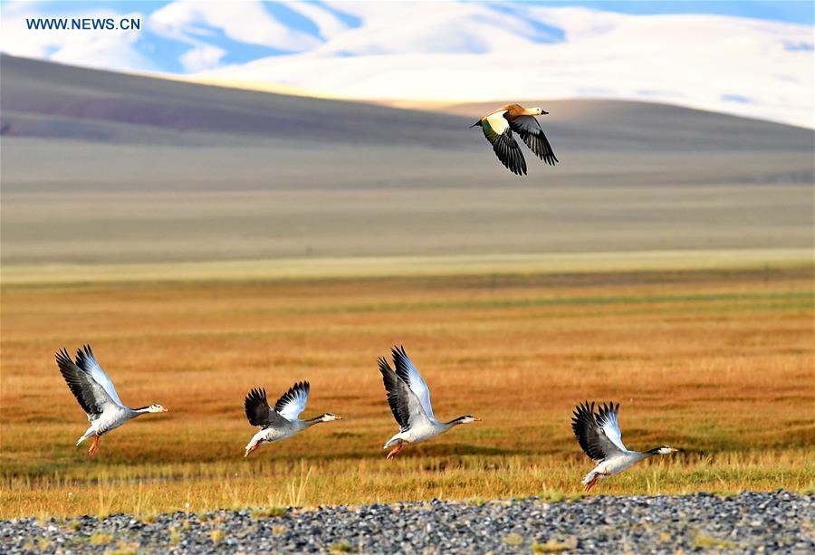 A ruddy shelduck and a flock of bar-headed geese fly over a wetland in Nyima County of southwest China\'s Tibet Autonomous Region, Sept. 19, 2017. China, with a total wetland area of 53.6 million hectares, ranks first in Asia and fourth in the world, official data showed. The statistics were released by the National Forestry and Grassland Administration at the Eco Forum Global Annual Conference held in southwest China\'s Guizhou Province. China has 57 wetlands that are of international importance, 602 wetland nature reserves and 898 national wetland parks, according to the administration. In the country\'s wetland ecosystem, there are 4,220 species of plant and 2,312 species of animals, with the wetland protection rate reaching 49 percent, the statistics showed. (Xinhua/Zhang Rufeng)