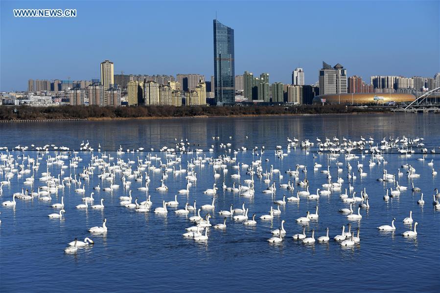 Photo taken on Feb. 2, 2018 shows swans at the Yellow River wetland in Sanmenxia City, central China\'s Henan Province. China, with a total wetland area of 53.6 million hectares, ranks first in Asia and fourth in the world, official data showed. The statistics were released by the National Forestry and Grassland Administration at the Eco Forum Global Annual Conference held in southwest China\'s Guizhou Province. China has 57 wetlands that are of international importance, 602 wetland nature reserves and 898 national wetland parks, according to the administration. In the country\'s wetland ecosystem, there are 4,220 species of plant and 2,312 species of animals, with the wetland protection rate reaching 49 percent, the statistics showed. (Xinhua/Sun Zhiping)