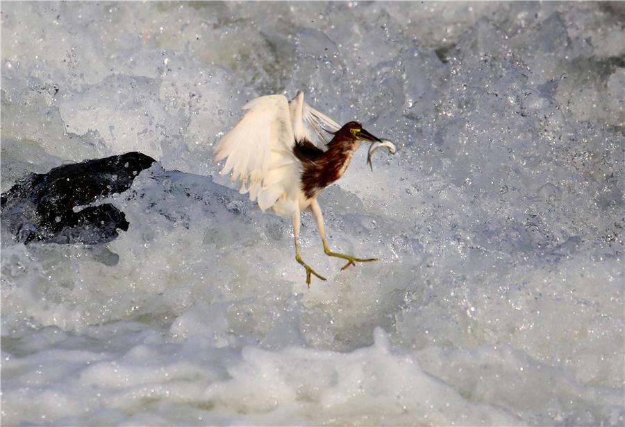 An egret catches fish among the rapids of Xin\'an River in East China\'s Anhui Province, on July 8, 2018. (Photo/Asianewsphoto)