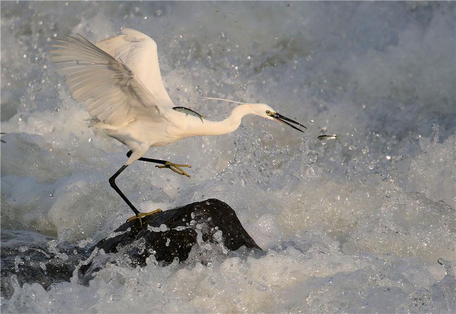 An egret catches fish among the rapids of Xin\'an River in East China\'s Anhui Province, on July 8, 2018. (Photo/Asianewsphoto)