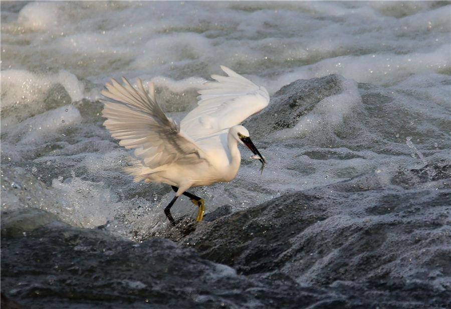 An egret catches fish among the rapids of Xin\'an River in East China\'s Anhui Province, on July 8, 2018. (Photo/Asianewsphoto)