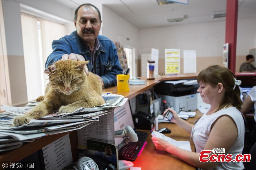 Photo taken on July 6, 2018 shows a cat named Ryzhy (Ginger) at the 120th office of the Russian Post in 3rd Leningradskaya Street, Omsk, Russia. The cat has been declared the Russian Post\'s Employee of the Year, at the 120th office of the Russian Post. The stray cat appeared at the office a month ago and has become its mascot cheering up the clients and helping to increase the profits. (Photo/VCG)