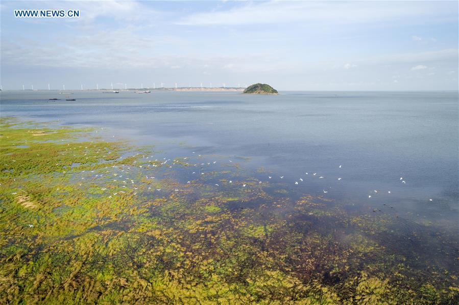 Photo taken on July 8, 2018 shows egrets flying over the Poyang Lake wetland in east China\'s Jiangxi Province. China, with a total wetland area of 53.6 million hectares, ranks first in Asia and fourth in the world, official data showed. The statistics were released by the National Forestry and Grassland Administration at the Eco Forum Global Annual Conference held in southwest China\'s Guizhou Province. China has 57 wetlands that are of international importance, 602 wetland nature reserves and 898 national wetland parks, according to the administration. In the country\'s wetland ecosystem, there are 4,220 species of plant and 2,312 species of animals, with the wetland protection rate reaching 49 percent, the statistics showed. (Xinhua/Fu Jianbin)
