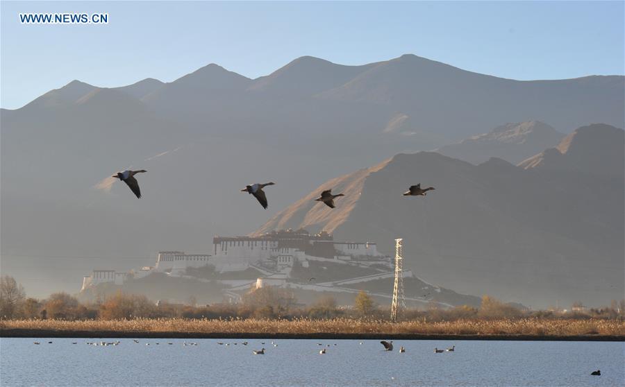 Bar-headed geese fly over Lhalu wetland in Lhasa, southwest China\'s Tibet Autonomous Region, Nov. 23, 2017. China, with a total wetland area of 53.6 million hectares, ranks first in Asia and fourth in the world, official data showed. The statistics were released by the National Forestry and Grassland Administration at the Eco Forum Global Annual Conference held in southwest China\'s Guizhou Province. China has 57 wetlands that are of international importance, 602 wetland nature reserves and 898 national wetland parks, according to the administration. In the country\'s wetland ecosystem, there are 4,220 species of plant and 2,312 species of animals, with the wetland protection rate reaching 49 percent, the statistics showed. (Xinhua/Zhang Rufeng)