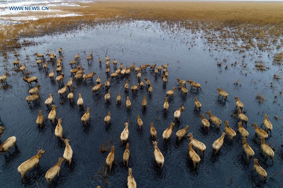 Photo taken on Jan. 25, 2018 shows a herd of milu deer at a wetland in Yancheng, east China\'s Jiangsu Province. China, with a total wetland area of 53.6 million hectares, ranks first in Asia and fourth in the world, official data showed. The statistics were released by the National Forestry and Grassland Administration at the Eco Forum Global Annual Conference held in southwest China\'s Guizhou Province. China has 57 wetlands that are of international importance, 602 wetland nature reserves and 898 national wetland parks, according to the administration. In the country\'s wetland ecosystem, there are 4,220 species of plant and 2,312 species of animals, with the wetland protection rate reaching 49 percent, the statistics showed. (Xinhua/He Jinghua)