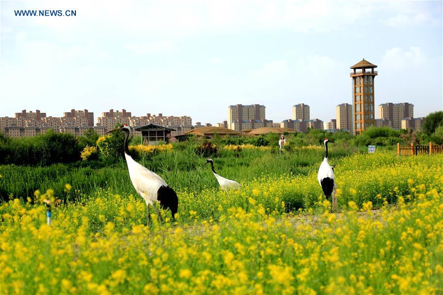 Photo taken on June 11, 2018 shows red-crowned cranes at a national wetland park in Zhangye, northwest China\'s Gansu Province. China, with a total wetland area of 53.6 million hectares, ranks first in Asia and fourth in the world, official data showed. The statistics were released by the National Forestry and Grassland Administration at the Eco Forum Global Annual Conference held in southwest China\'s Guizhou Province. China has 57 wetlands that are of international importance, 602 wetland nature reserves and 898 national wetland parks, according to the administration. In the country\'s wetland ecosystem, there are 4,220 species of plant and 2,312 species of animals, with the wetland protection rate reaching 49 percent, the statistics showed. (Xinhua/Chen Li)