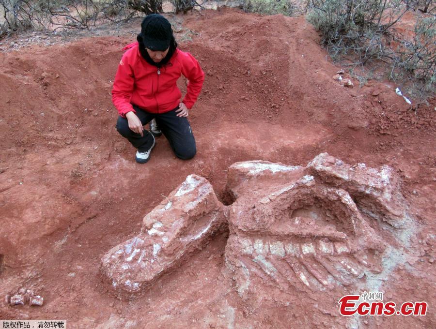 Photo released on July 9, 2018 shows an investigator works on the extraction of the remains of a giant dinosaur -- \
