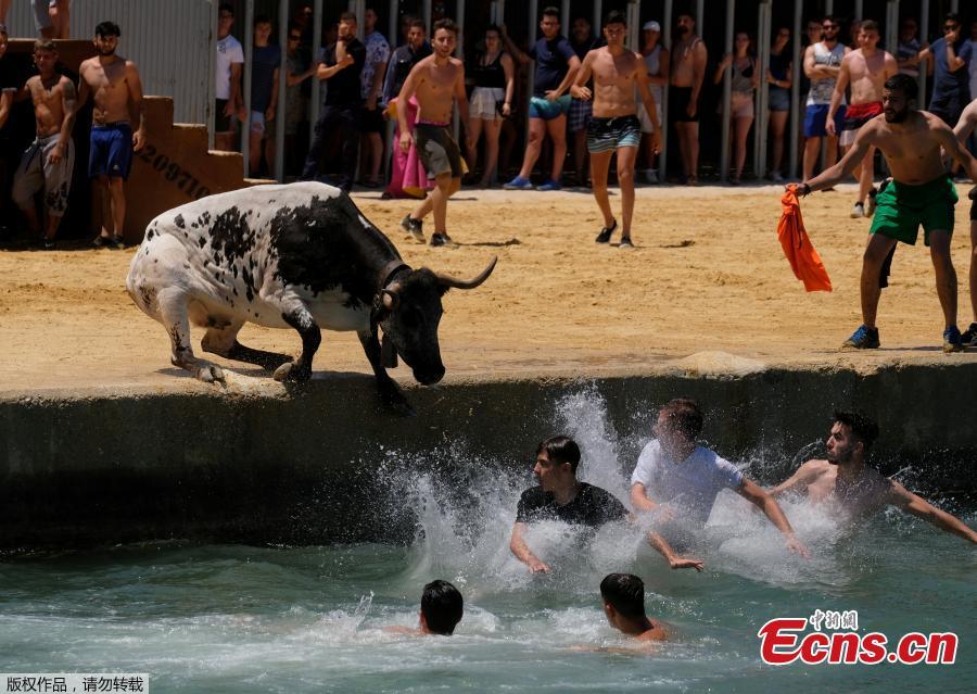 A bull and revelers jump into the sea during the \
